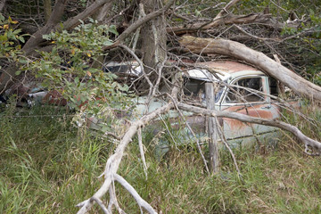 1957 Chevie with new Chevrolets and 1960's cars never before run rotting in farm field near Norfolk, Nebraska