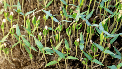 Small pepper seedlings are grown from seeds. Green young plants of paprika. Greenhouse seedlings. Agricultural land, horticulture, organic ecological environment. Countryside, farm concept