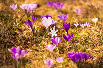 Crocus, plural crocuses or croci is a genus of flowering plants in the iris family. A single crocus, a bunch of crocuses, a meadow full of crocuses, close-up crocus