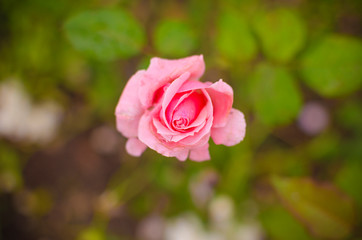 Pink Flower