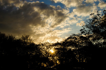 Fototapeta na wymiar Sunset in the Trees