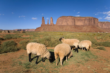Sheep in front of red buttes and colorful spires of Monument Valley Navajo Tribal Park, Southern Utah near Arizona border