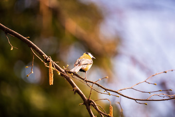 Bird - Great Tit (Parus major) on tree background