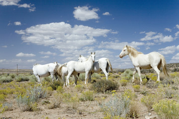 Family of five white horses in desert area on Route 162 between Montezuma Creek and Aneth, Utah