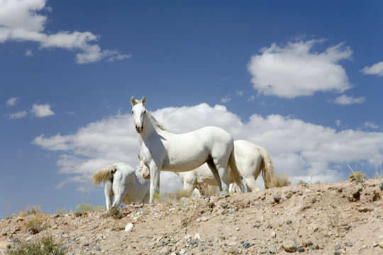 Family of five white horses in desert area on Route 162 between Montezuma Creek and Aneth, Utah