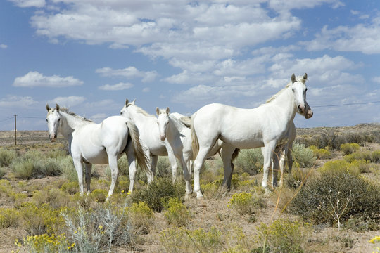 Family of five white horses in desert area on Route 162 between Montezuma Creek and Aneth, Utah