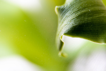 macro photography of leaves with water drops 