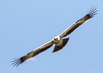 Fototapeta na wymiar Tawny Eagle in flight