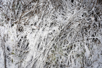 A light dusting of snow covers a bramble of twigs and branches that lay on the ground.