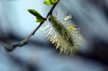 Weidenkätzchen an einem Zweig