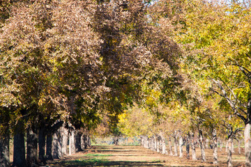 pecan tree plantation with yellow leaves in the fall