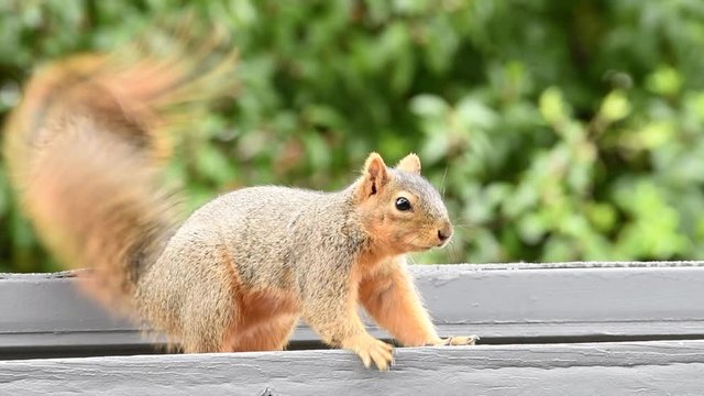 HD video of one brown squirrel on roof flipping tale back and forth looking at viewer.