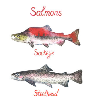 Salmon collection, sockeye and steelhead,  hand painted watercolor illustration design element with inscription