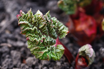Young Rhubarb plant growing in the garden at sunset