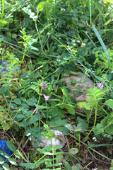 young plants in the garden