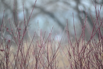 grass in the wind