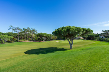 Beautiful, empty golf course with blue sky and green grass with tree