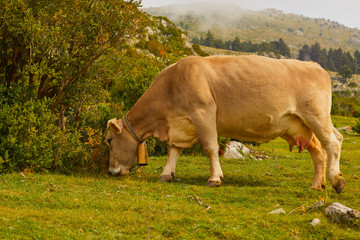 Vaca en la Naturaleza