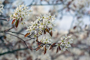 Amelanchier lamarckii deciduous flowering shrub, group of white flowers on branches in bloom