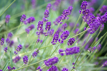 Lavandula angustifolia bunch of flowers in bloom, purple scented flowering plant