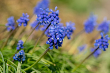 Muscari armeniacum flowering plant, blue spring bulbous grape hyacinth flowers in bloom in the garden