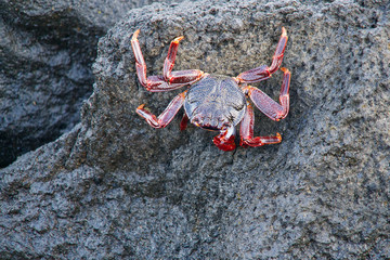 red rock crab with burning eyes