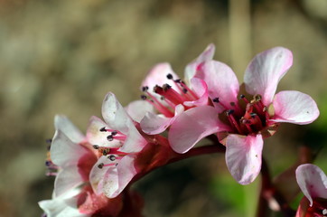 Kaschmir-Bergenien im Frühling
