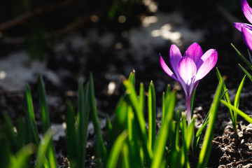 Beautiful purple crocuses blooming in spring
