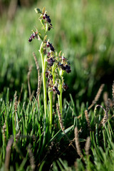 Cyprus bee orchid in the Cyprus near Akrotiri village