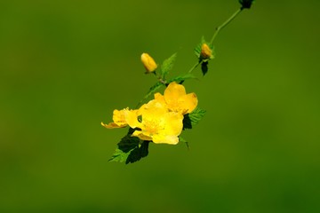 japanese rose macro