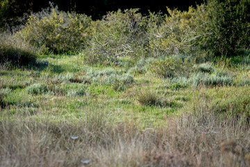 The xerothermic grassland near Akrotiri in Cyprus