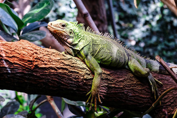 A big green iguana on tree branch.