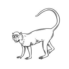 Monkey macaque icon © setory