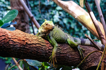 A big green iguana on tree branch.