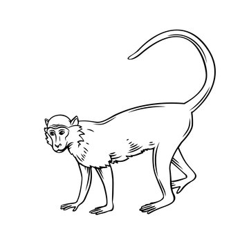 Monkey macaque icon