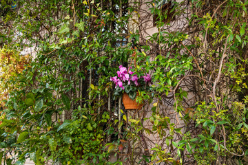 House is abundantly overgrown with bright fresh green ivy. Cyclamen in flowerpot. Eco friendly lifestyle.