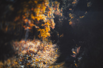 Fototapeta na wymiar True tilt-shift nature scenery with a shallow depth of field and a selective focus on an autumn pathway surrounded by yellowed autumn birch trees and bushes; Altai mountains, Russia