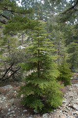 Fototapeta premium The cyprus cedar in the Cedar Valley in Cyprus
