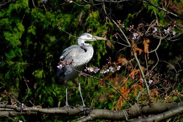 gray heron on branch