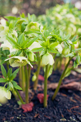 Blooming lime green and yellow hellebore flowers.