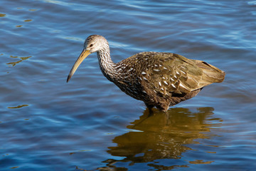 Shorebird In Water