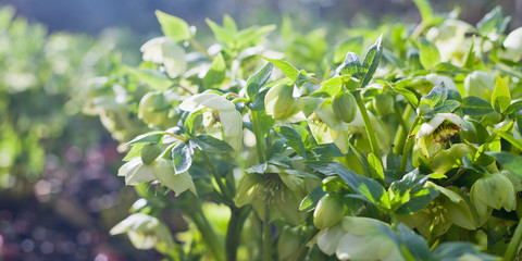 Sunny winter day with blooming lime green and yellow hellebore flowers.