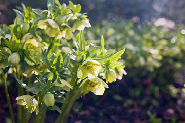 Sunny winter day with blooming lime green and yellow hellebore flowers.