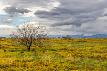 Obraz premium Barren tree in field of yellow flowers, in Arizona's Sonoran desert west of Phoenix. Storm clouds overhead. 