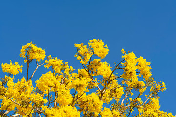 yellow flowers clear blue sky