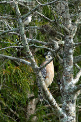 Red Shouldered Hawk Perched In a Tree