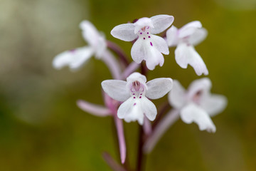 Orchis quadripunctata on xerothermic grassland in Cyprus