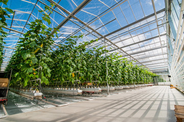 Big perspective view of growing cucumbers in a big greenhouse - obrazy, fototapety, plakaty