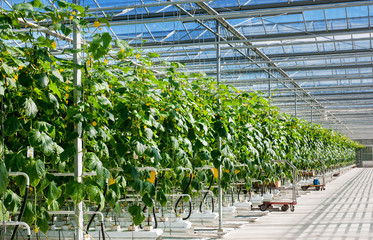 perspective view of growing cucumbers in a big greenhouse © pavlobaliukh