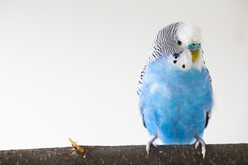 Melopsittacus undulatus. Portrait of blue wavy parrot.